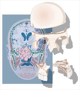 medical illustration
